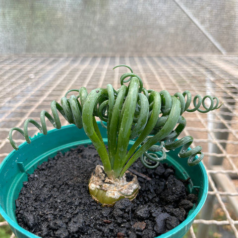 Albuca Spiralis