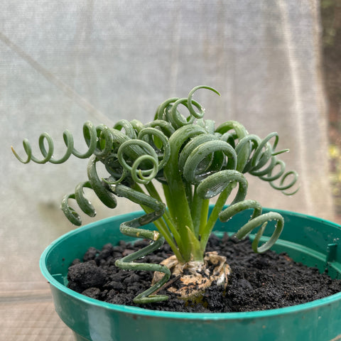 Albuca Spiralis