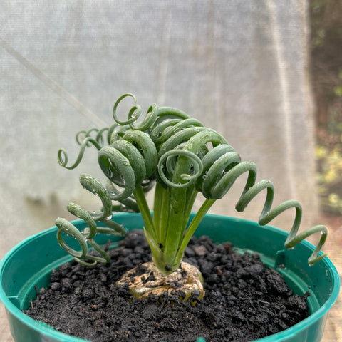 Albuca Spiralis
