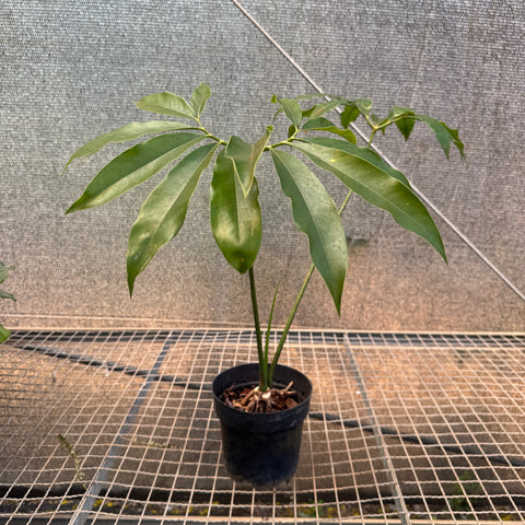 Thaumatophyllum spruceanum  (Philodendron goeldii)