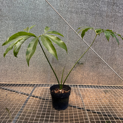 Thaumatophyllum spruceanum  (Philodendron goeldii)