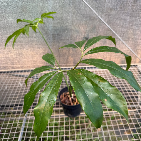 Thaumatophyllum spruceanum  (Philodendron goeldii)