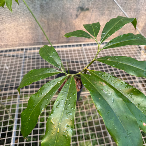Thaumatophyllum spruceanum  (Philodendron goeldii)