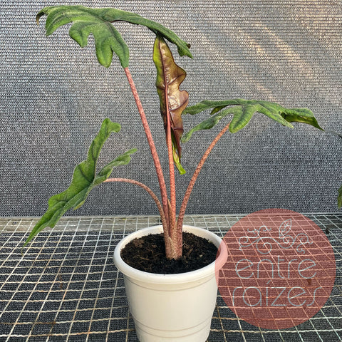 Alocasia Tandurusa 'Jacklyn'