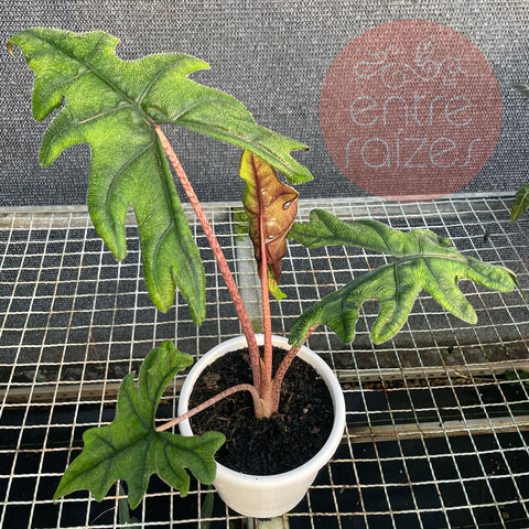 Alocasia Tandurusa 'Jacklyn'