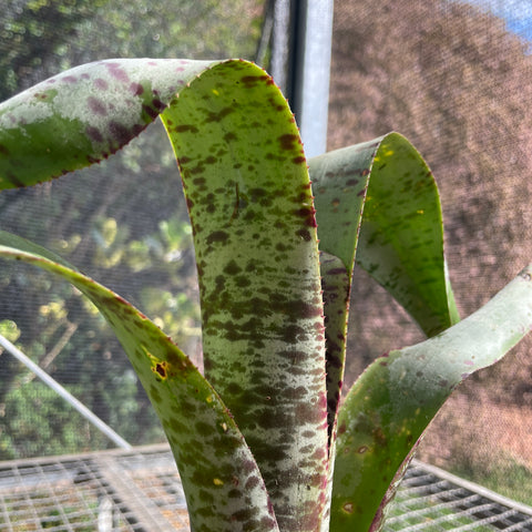 Quesnelia marmorata