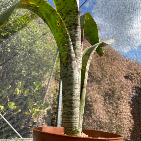 Quesnelia marmorata