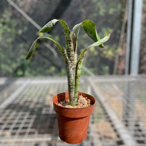 Quesnelia marmorata