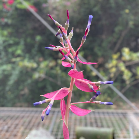 Quesnelia marmorata