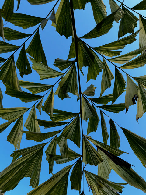 Caryota mitis 'variegata' (Palmeira rabo-de-peixe-variegata)
