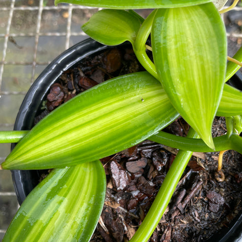 Orquídea baunilha variegata (Vanilla planifolia Variegata)