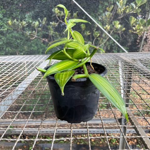 Orquídea baunilha variegata (Vanilla planifolia Variegata)