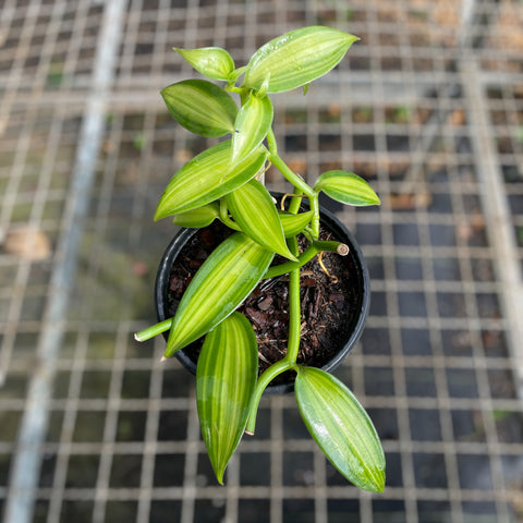 Orquídea baunilha variegata (Vanilla planifolia Variegata)