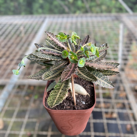 Euphorbia Francoisii