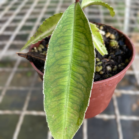 Labsia Pumila