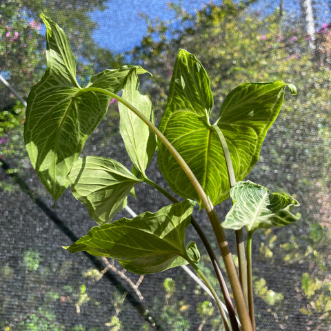Singônio Batik