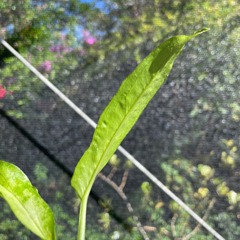 Singônio Holly Ribbon