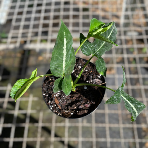Singônio Wendlandii