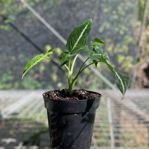Singônio Wendlandii