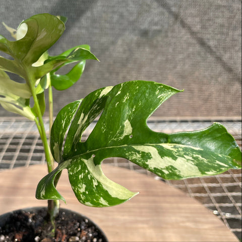 Rhaphidophora tetrasperma Variegata