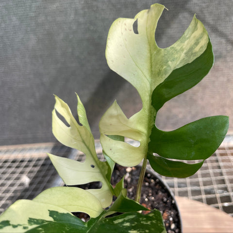 Rhaphidophora tetrasperma Variegata
