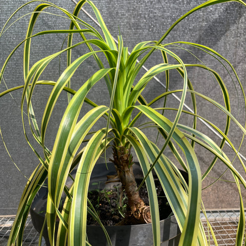 Pata de Elefante Variegata