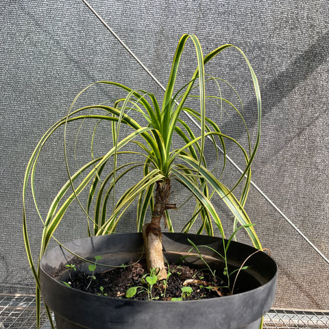 Pata de Elefante Variegata