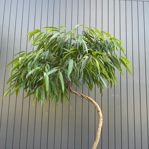 Ficus Alii (Ficus maclellandii) #01