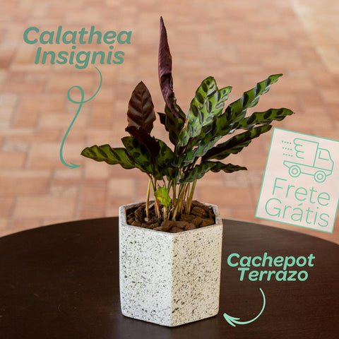 Calathea Insignis
