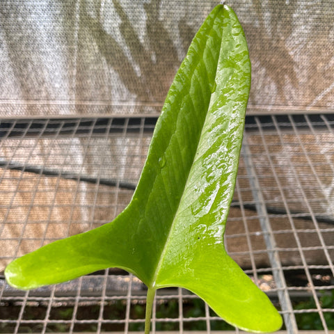 Anthurium zappiae