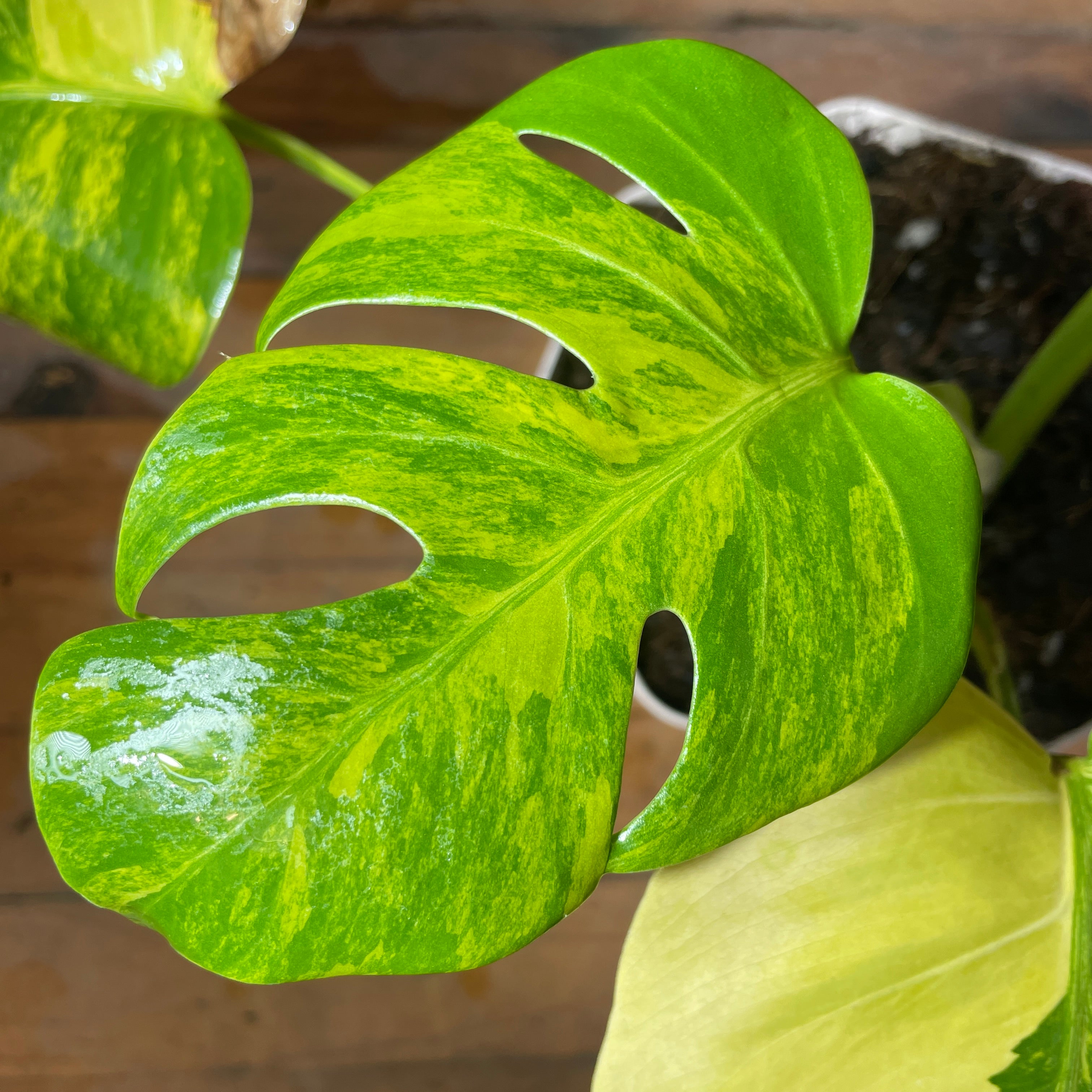 IMG_9893_1.jpg?v=1761244725