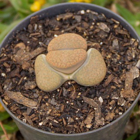 Lithops
