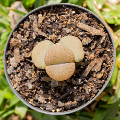 Lithops