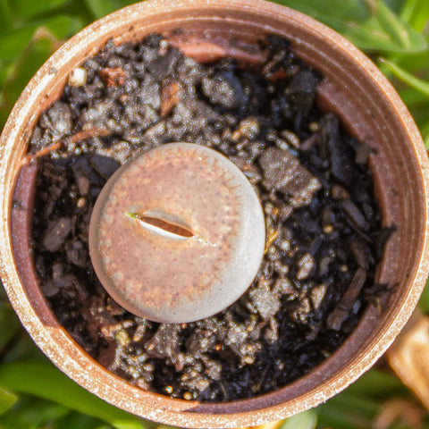 Lithops