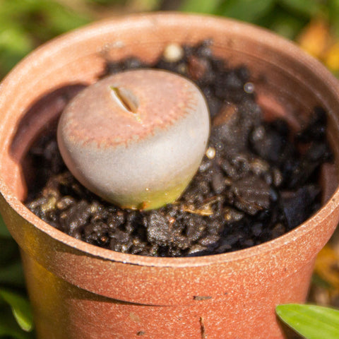 Lithops
