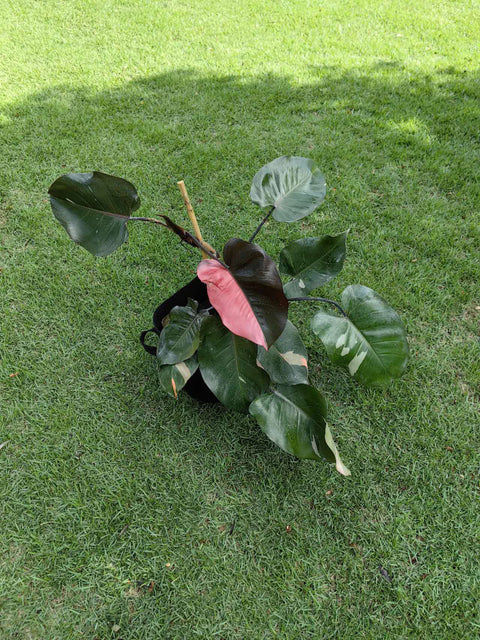 Philodendron pink princess + vaso decore