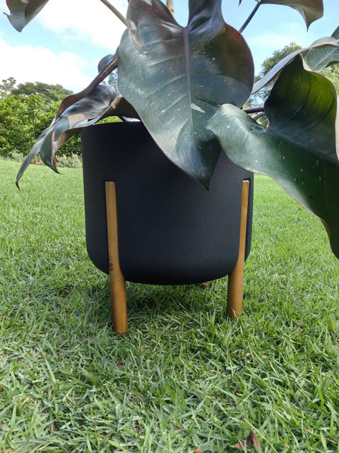 Philodendron pink princess + vaso decore