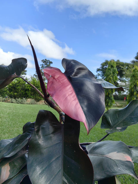 Philodendron pink princess + vaso decore