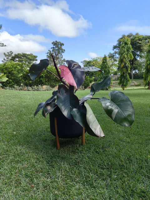 Philodendron pink princess + vaso decore