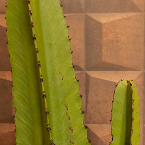 cacto mandacaru