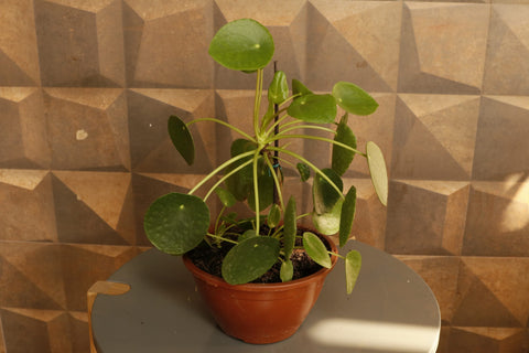 Pilea peperomioides