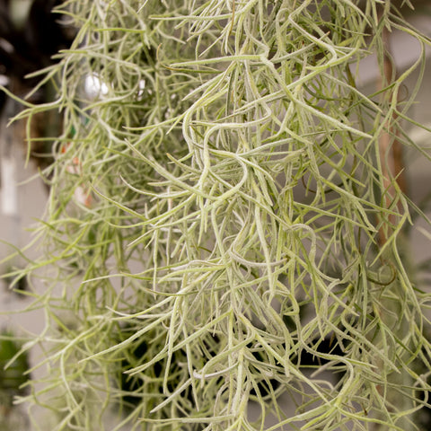Tillandsia Usneóides