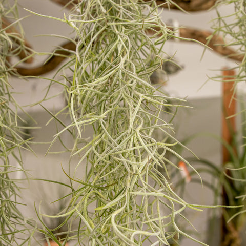 Tillandsia Usneóides