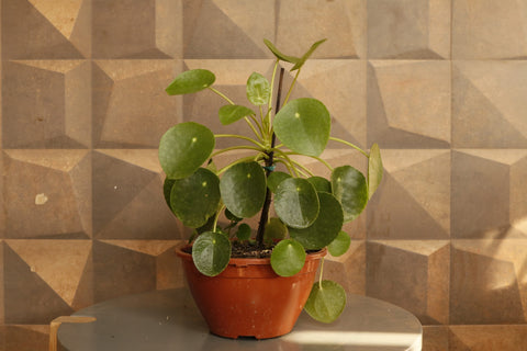 Pilea peperomioides