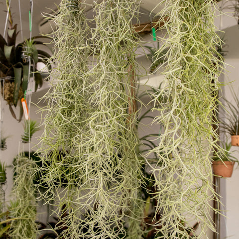 Tillandsia Usneóides