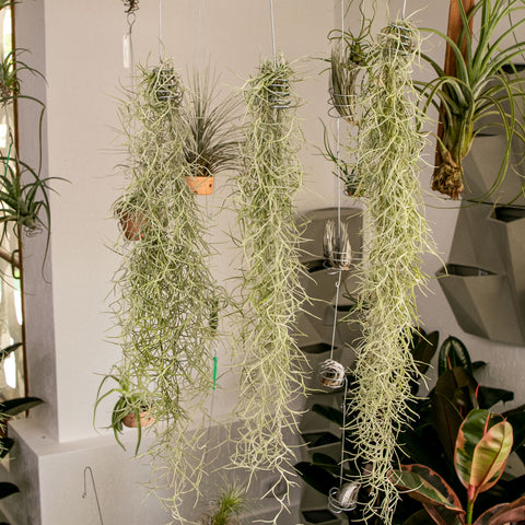 Tillandsia Usneóides