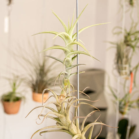 Tillandsia Bergeri