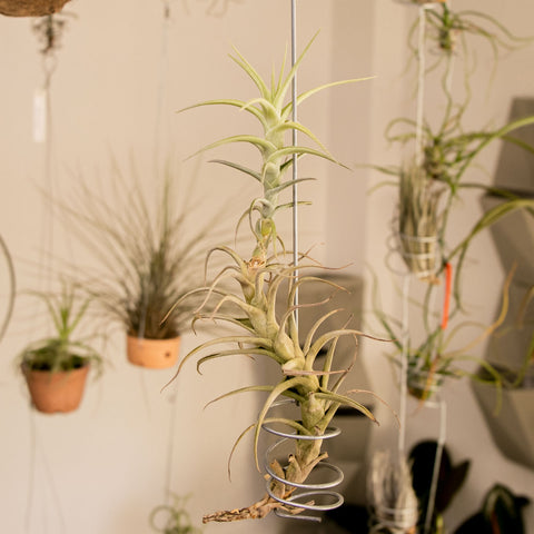 Tillandsia Bergeri Grande