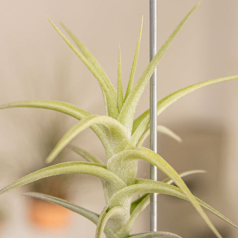 Tillandsia Bergeri