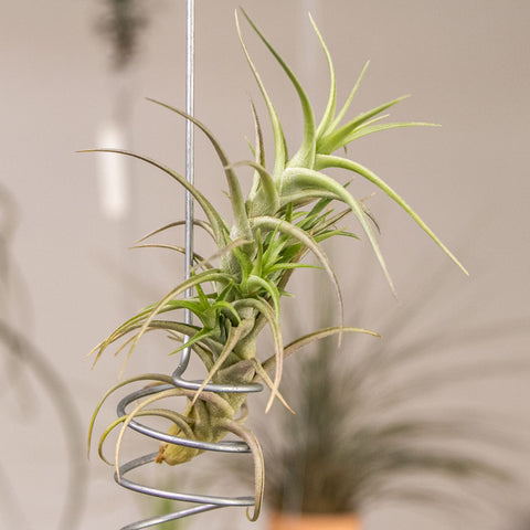 Tillandsia Bergeri